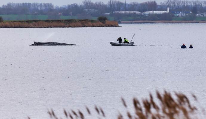Buckelwal liegt weiter in Wismarbucht