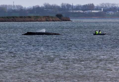 Buckelwal liegt weiter in Wismarbucht