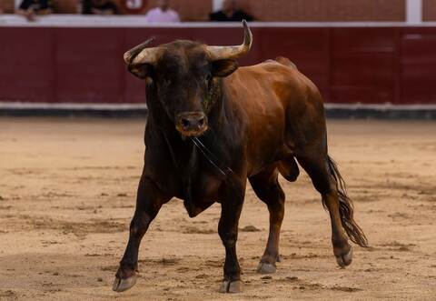 Stierkampf in Spanien