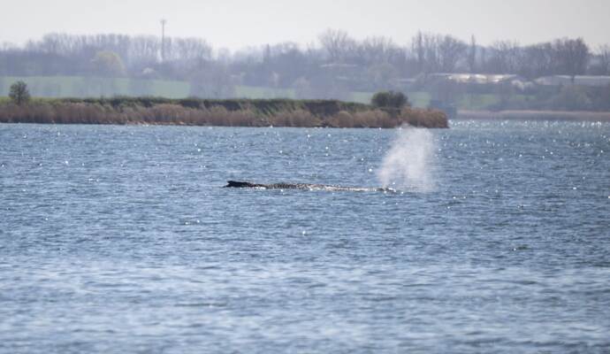 Gestrandeter Buckelwal in Wismarbucht