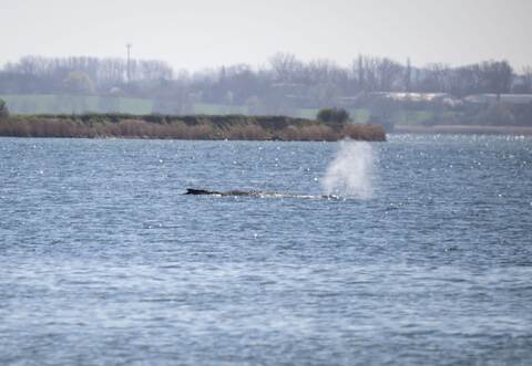 Gestrandeter Buckelwal in Wismarbucht