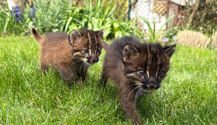Nachwuchs bei Asiatischen Goldkatzen