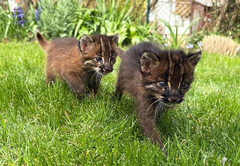 Nachwuchs bei Asiatischen Goldkatzen