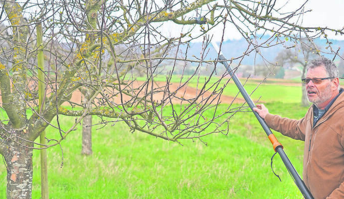Fachwart und Obstbaumpfleger Egon Notz zeigt auf einer Streuobstwiese bei Königsbach, wie man Bäume mit der Schneidgiraffe behandelt.