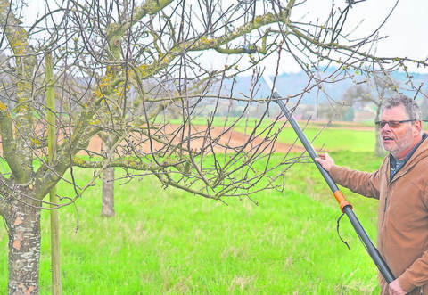 Fachwart und Obstbaumpfleger Egon Notz zeigt auf einer Streuobstwiese bei Königsbach, wie man Bäume mit der Schneidgiraffe behandelt.