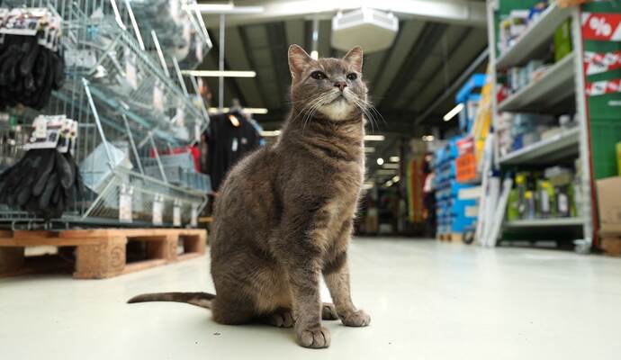 Katze "Lotti" lebt in Baumarkt