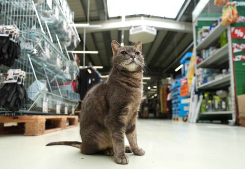 Katze "Lotti" lebt in Baumarkt