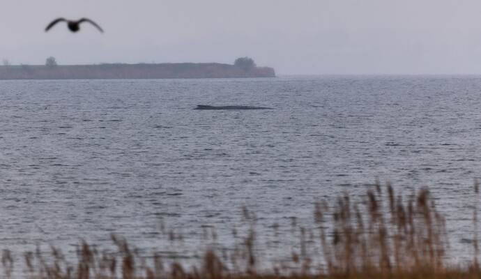 Buckelwal liegt weiter in Wismarer Bucht