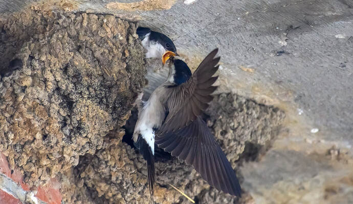 Schwalben in Tangermünde - Wetter