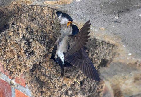 Schwalben in Tangermünde - Wetter