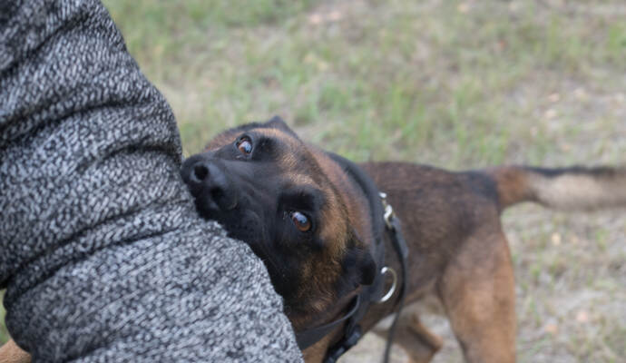 Training sheepdog on attacking. The dog bites in the protected arm.