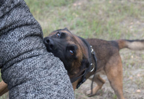 Training sheepdog on attacking. The dog bites in the protected arm.
