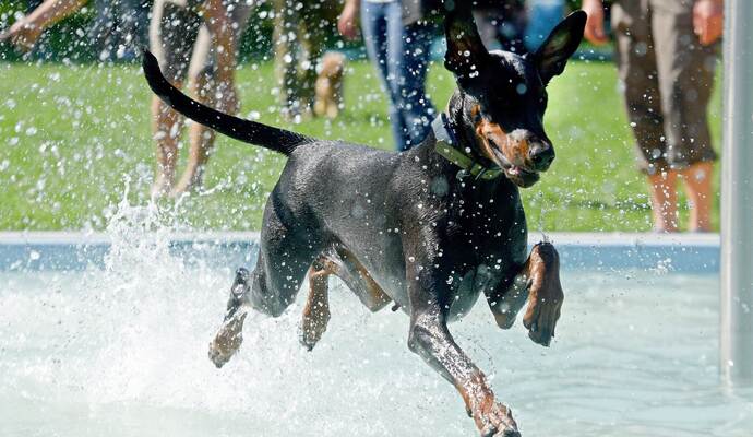 Dobermann-Hund