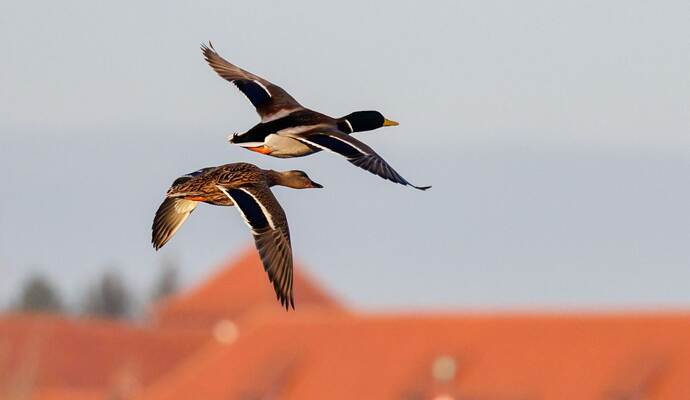 Ente und Erpel im Flug