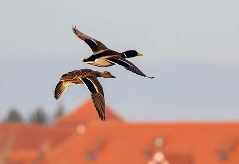 Ente und Erpel im Flug