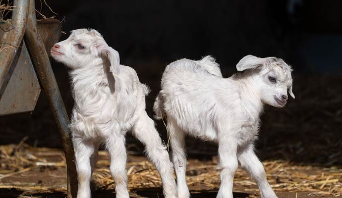 Nachwuchs bei den Kaschmirziegen in der Wilhelma