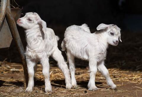 Nachwuchs bei den Kaschmirziegen in der Wilhelma