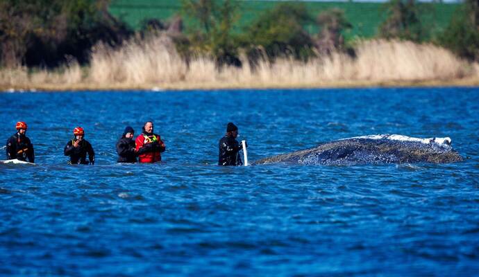 Weitere Entwicklung zum Buckelwal in der Ostsee