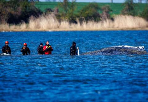 Weitere Entwicklung zum Buckelwal in der Ostsee