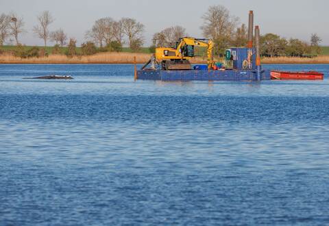 Weitere Entwicklung zum Buckelwal in der Ostsee