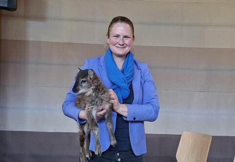 Das anderthalb Wochen alte Lämmchen Henry begleitete Bürgermeisterin Sabine Zenker, die ihn mit der Flasche großzieht, zur Gemeinderatssitzung.