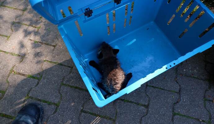 Feuerwehr rettet Fuchs aus Abwasserkanal