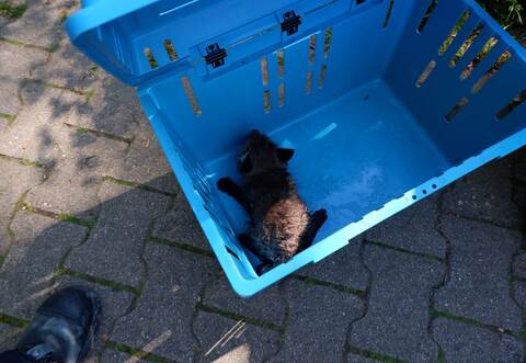 Feuerwehr rettet Fuchs aus Abwasserkanal