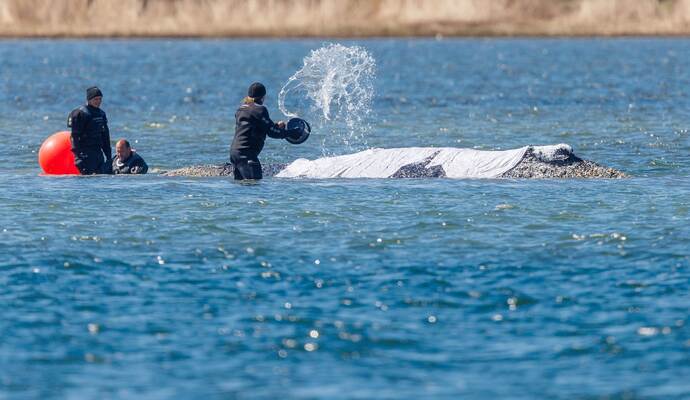 Weitere Entwicklung zum Buckelwal in der Ostsee