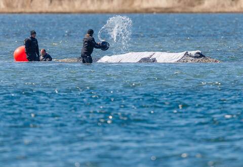 Weitere Entwicklung zum Buckelwal in der Ostsee