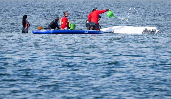 Weitere Entwicklung zum Buckelwal in der Ostsee