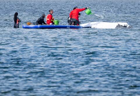 Weitere Entwicklung zum Buckelwal in der Ostsee