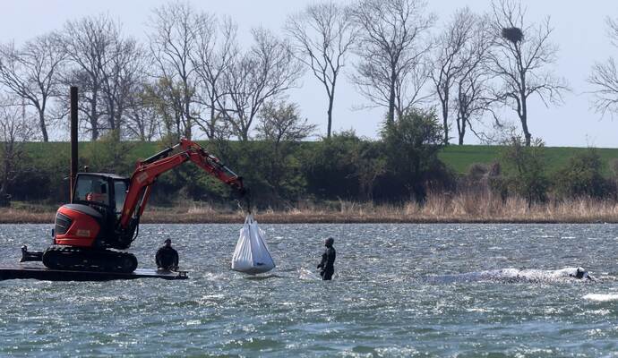 Ministerium duldet möglichen Transport des Buckelwals