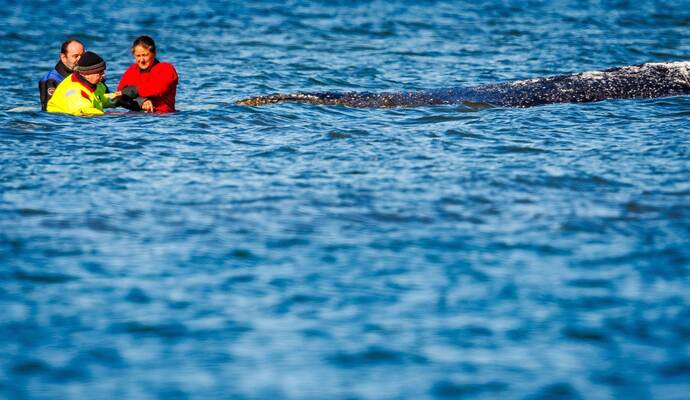 Weitere Entwicklung zum Buckelwal in der Ostsee