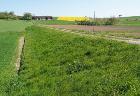 Dieses Rückhaltebecken außerhalb von Königsbach hat ein Stauvolumen von rund 9.000 Kubikmetern. Seine Sanierung hat der Gemeinderat mit Blick auf die Kosten zunächst zurückgestellt. Er fordert eine preisgünstigere Lösung.