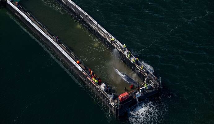 Weitere Entwicklung zum Buckelwal in der Ostsee