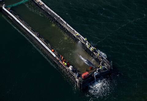 Weitere Entwicklung zum Buckelwal in der Ostsee