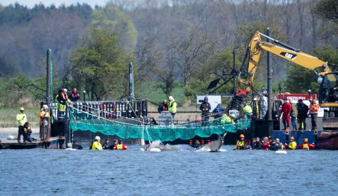 Weitere Entwicklung zum Buckelwal in der Ostsee