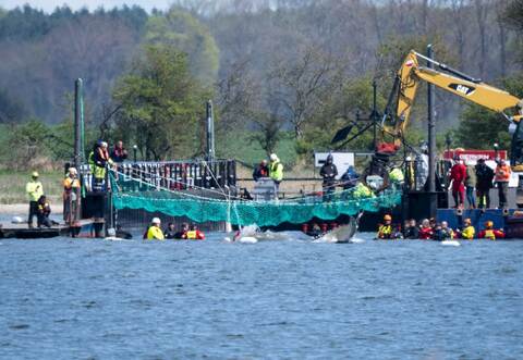 Weitere Entwicklung zum Buckelwal in der Ostsee