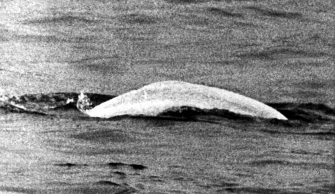 Sensation 1966 - Der weiße Wal im Rhein