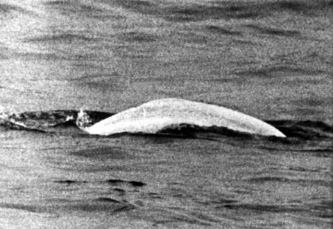 Sensation 1966 - Der weiße Wal im Rhein