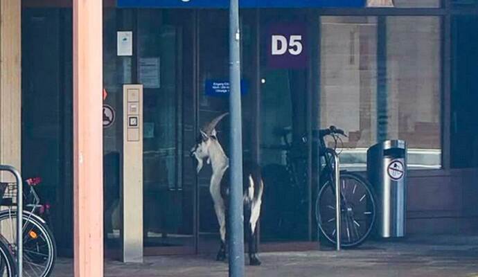 Ausgebüxter Ziegenbock an der Uni-Klinik Freiburg