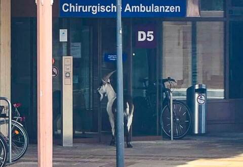 Ausgebüxter Ziegenbock an der Uni-Klinik Freiburg