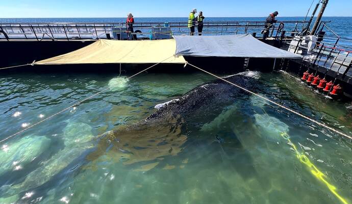 Weitere Entwicklung zum Buckelwal in der Ostsee