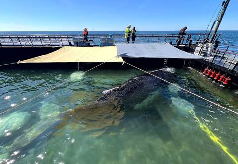 Weitere Entwicklung zum Buckelwal in der Ostsee