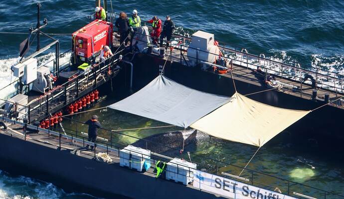 Weitere Entwicklung zum Buckelwal in der Ostsee