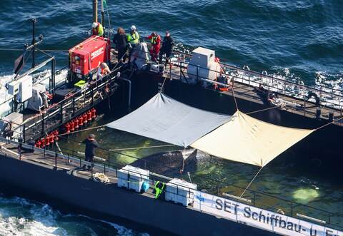 Weitere Entwicklung zum Buckelwal in der Ostsee