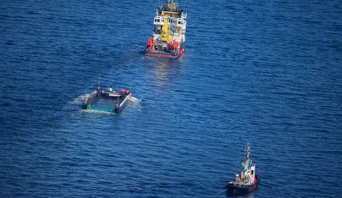 Weitere Entwicklung zum Buckelwal in der Ostsee