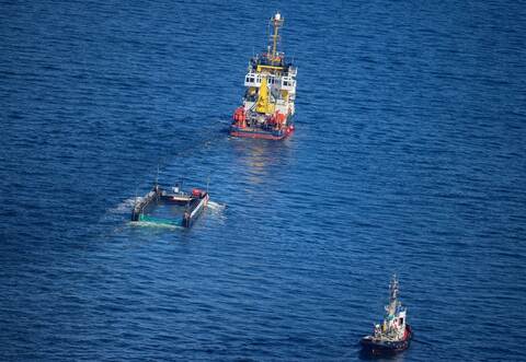Weitere Entwicklung zum Buckelwal in der Ostsee