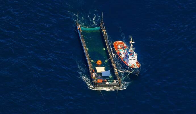Weitere Entwicklung zum Buckelwal auf dem Weg aus der Ostsee