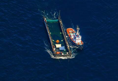 Weitere Entwicklung zum Buckelwal auf dem Weg aus der Ostsee